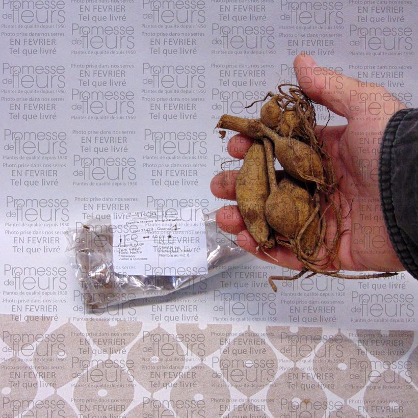 Example of Dahlia Happy Single Flame Bulb size I specimen as delivered