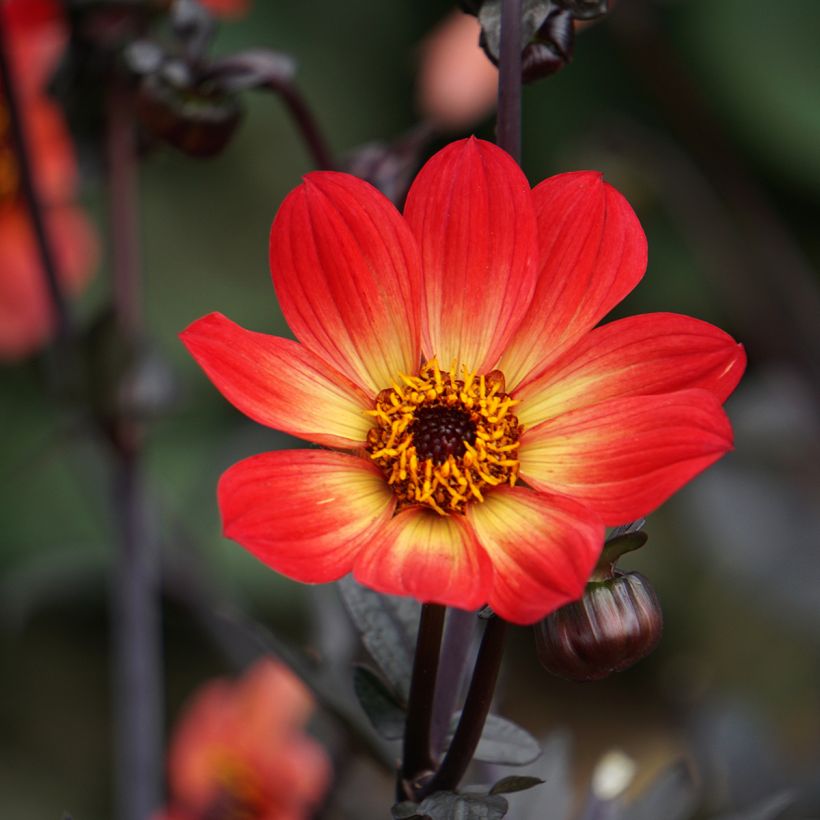 Dahlia Happy Single Flame (Flowering)