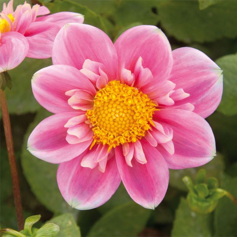 Dahlia Hartenaas (Flowering)