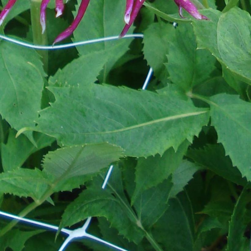 Dahlia Hollyhill Spider Woman (Foliage)