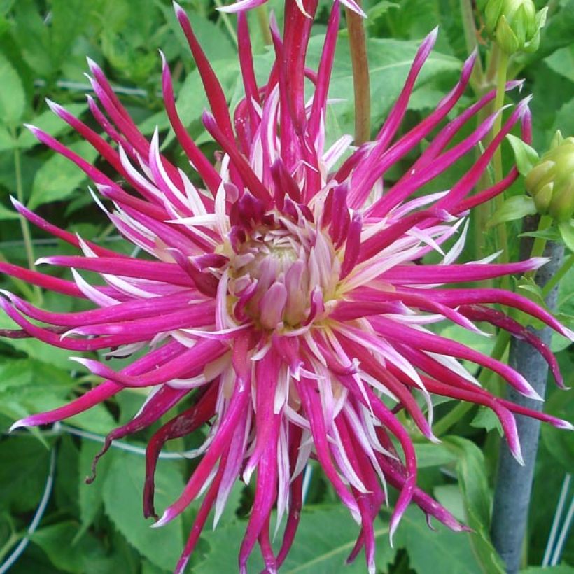 Dahlia Hollyhill Spider Woman (Flowering)