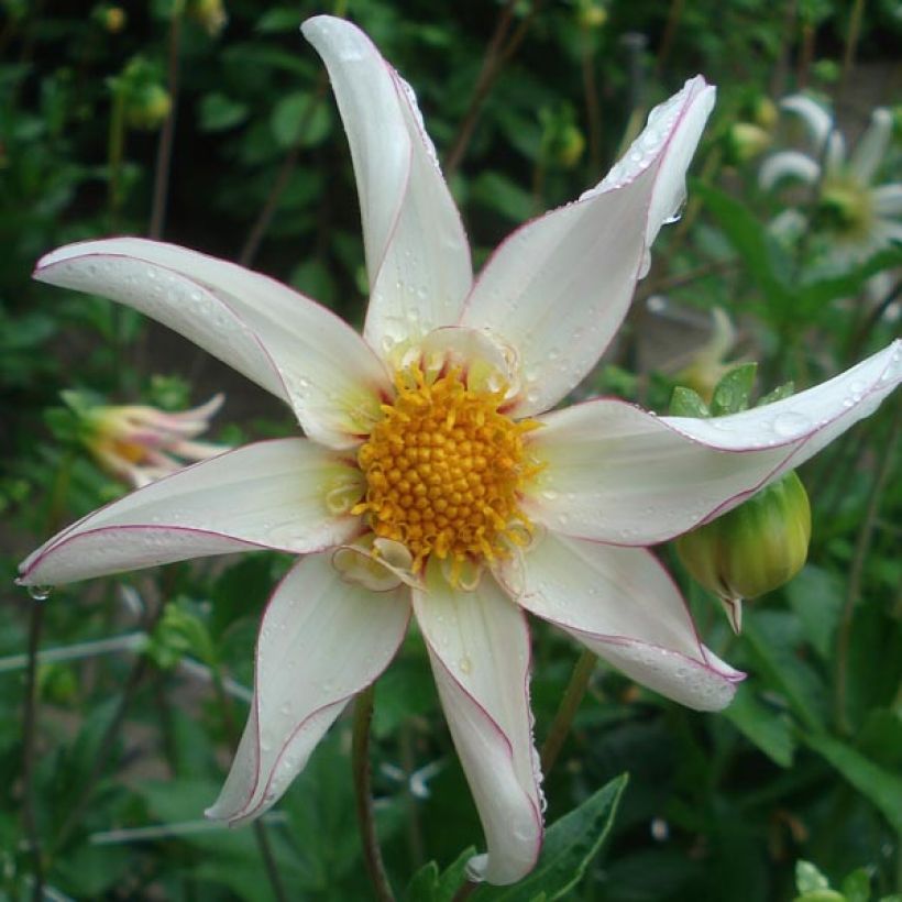 Dahlia Fragile (Flowering)