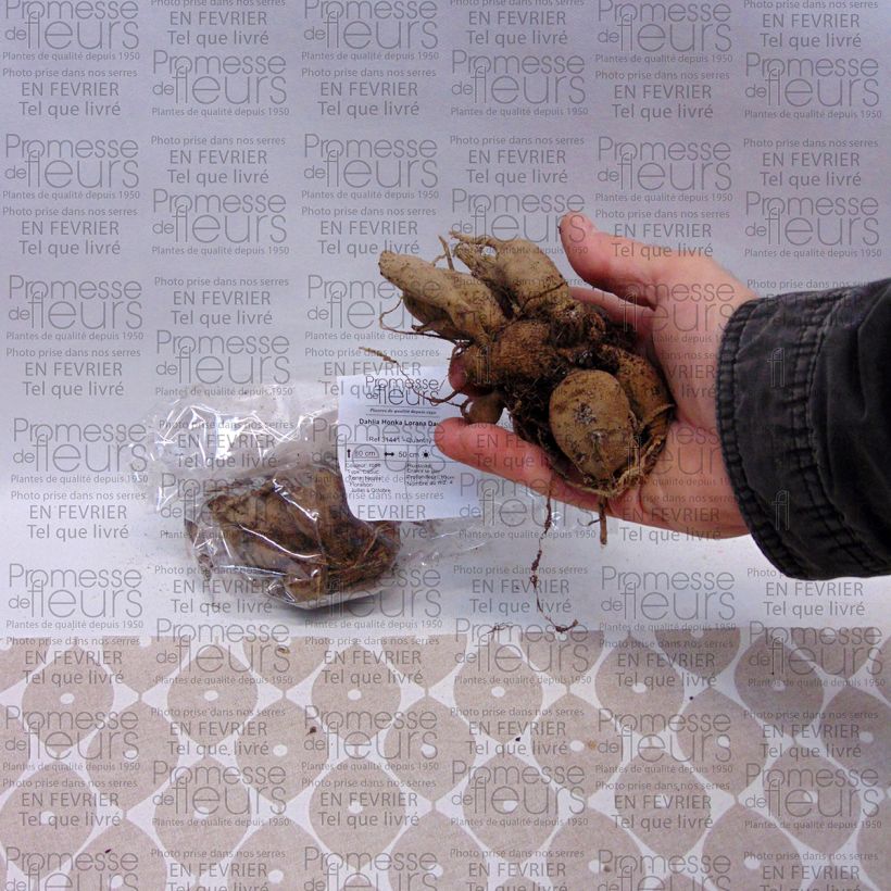 Example of Dahlia Lorana Dawn Bulb specimen as delivered