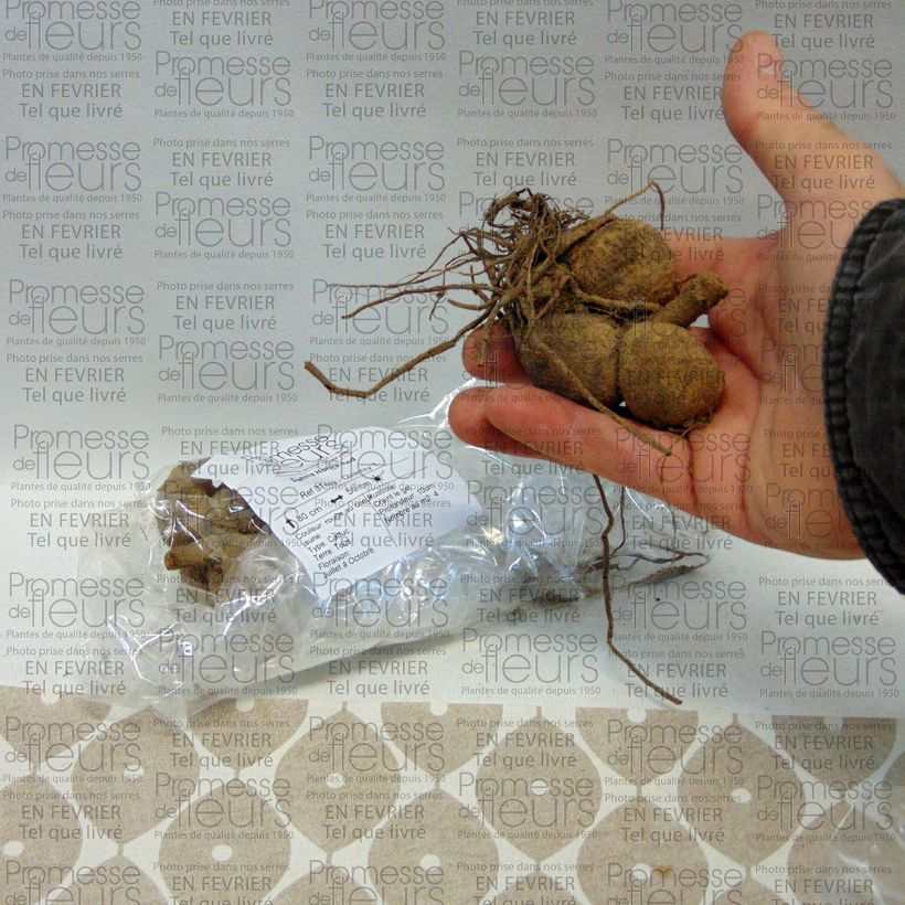 Example of Dahlia Red Bulb size I specimen as delivered