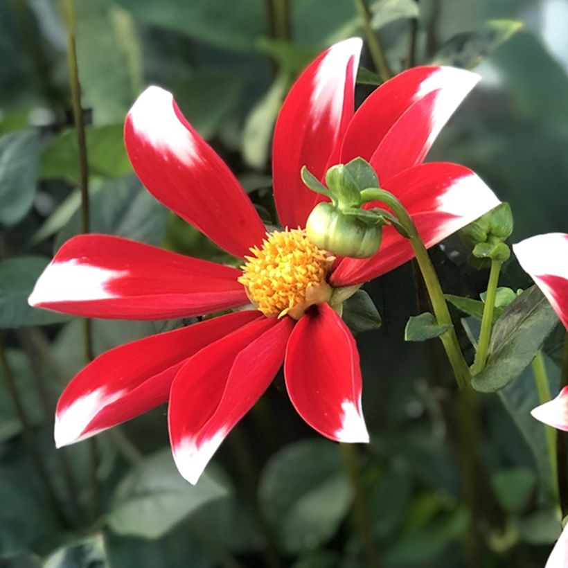 Dahlia Windmill (Flowering)