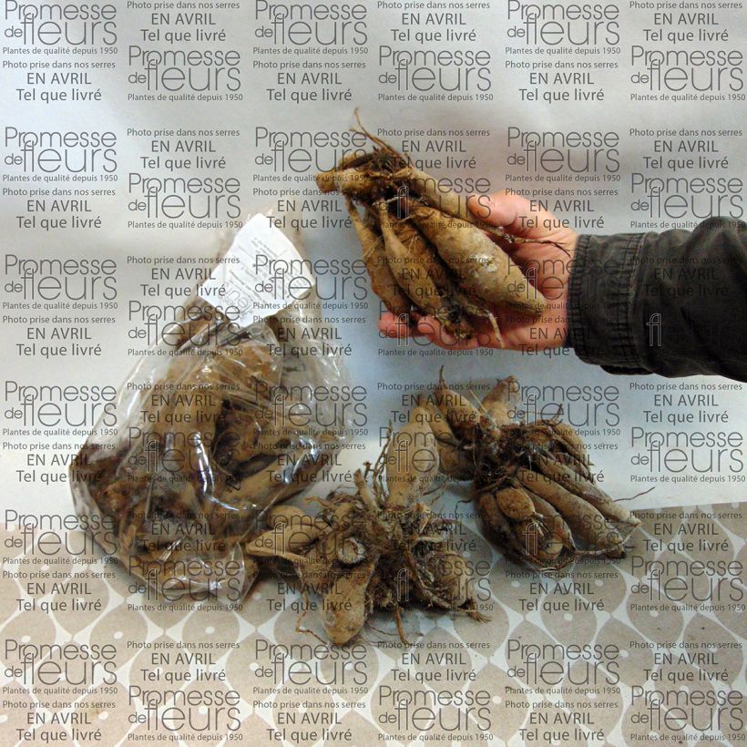 Example of Dahlia Wit Nordstar Bulb specimen as delivered