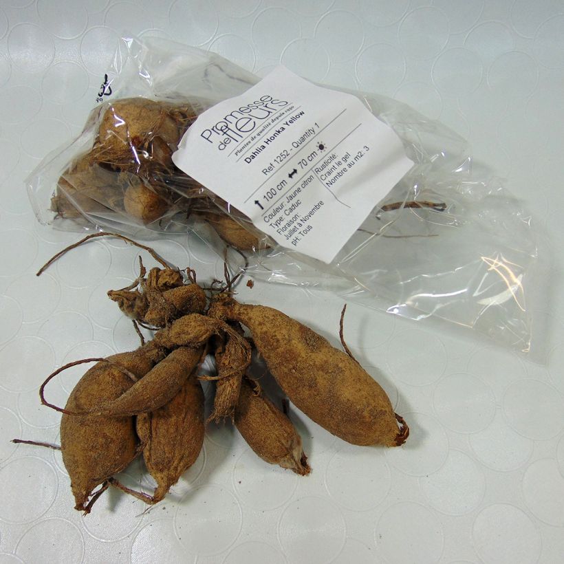Example of Dahlia Yellow Bulb size I specimen as delivered