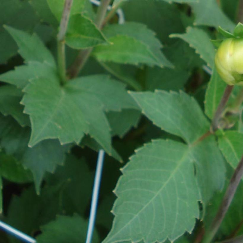 Dahlia Icoon (Foliage)