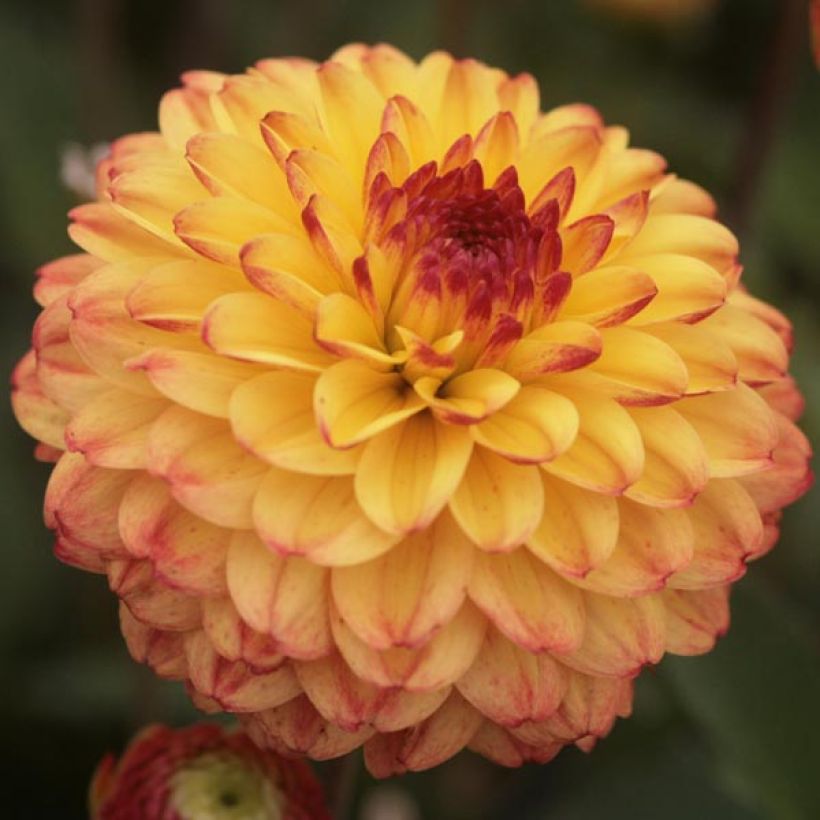 Dahlia Icoon (Flowering)