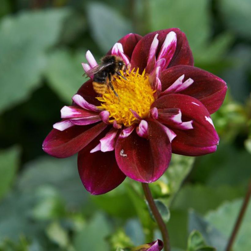 Dahlia 'Impression Fantastico' (Flowering)