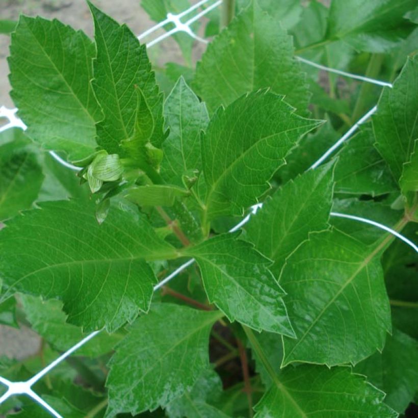 Dahlia Isadora (Foliage)