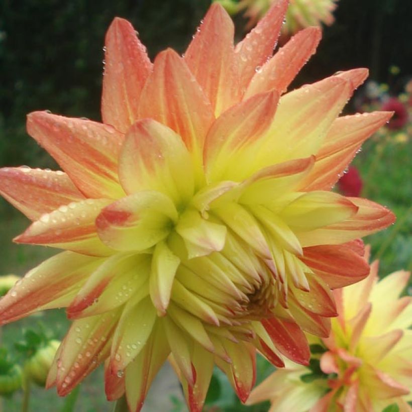 Dahlia Isadora (Flowering)