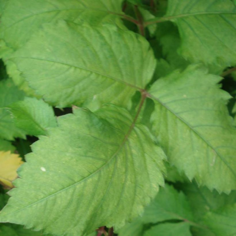 Dahlia Jaxon (Foliage)