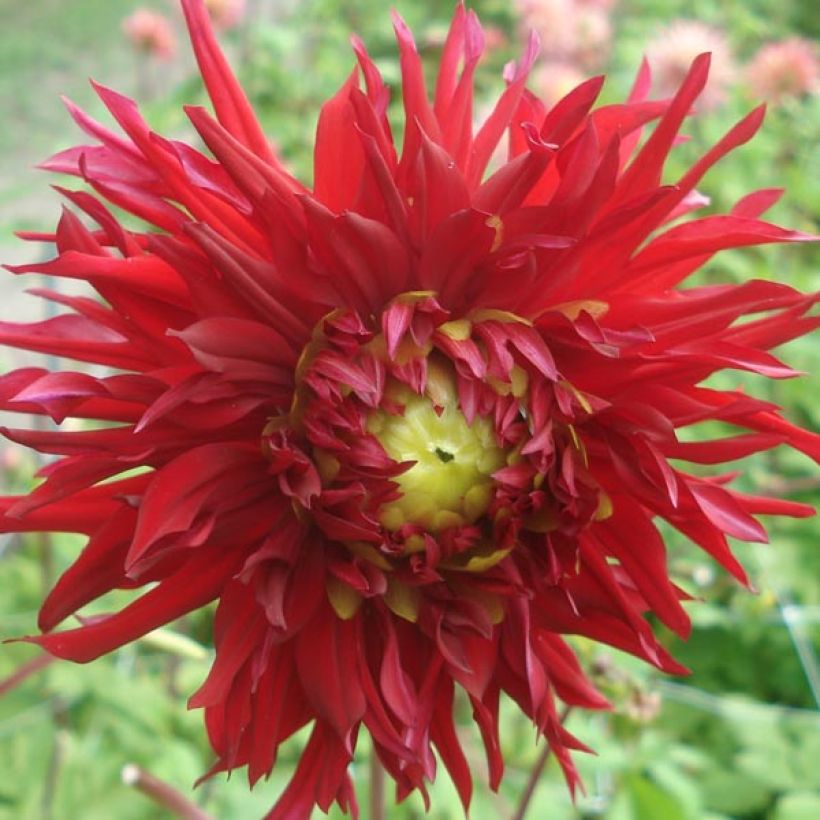 Dahlia Jaxon (Flowering)