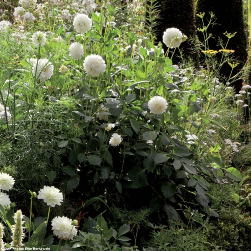 Dahlia Snowstorm (Plant habit)