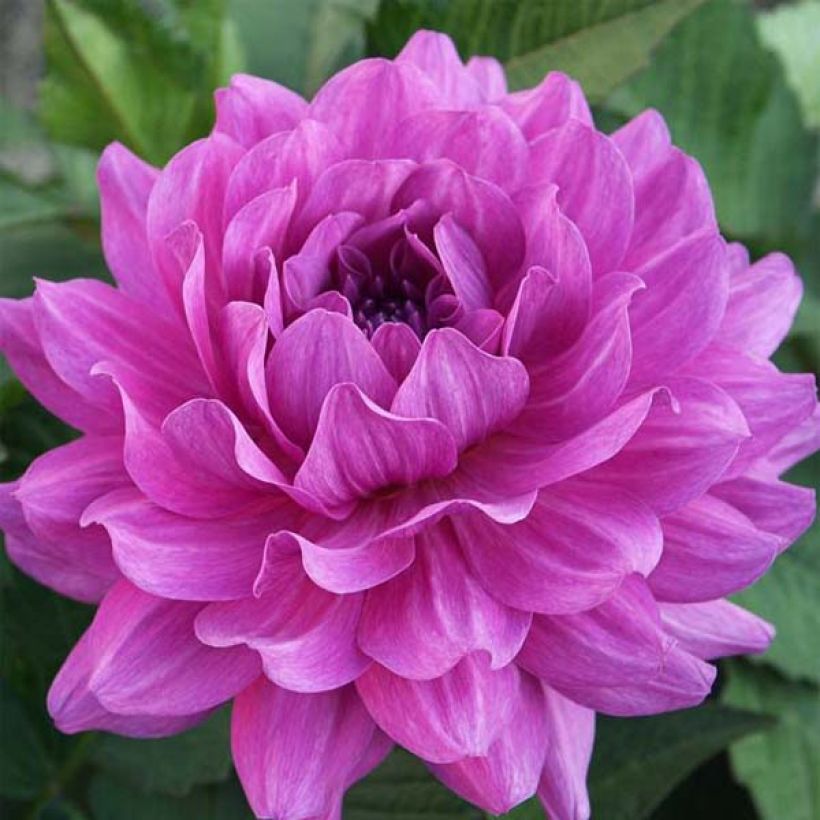 Dahlia Karma Lagoon (Flowering)