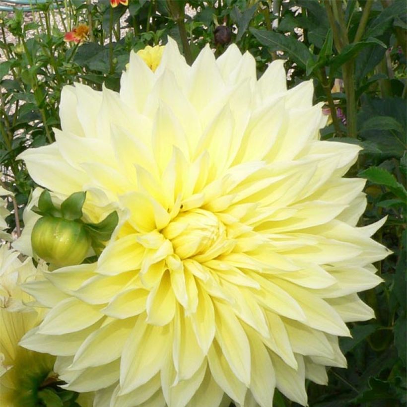 Dahlia Kelvin Floodlight (Flowering)