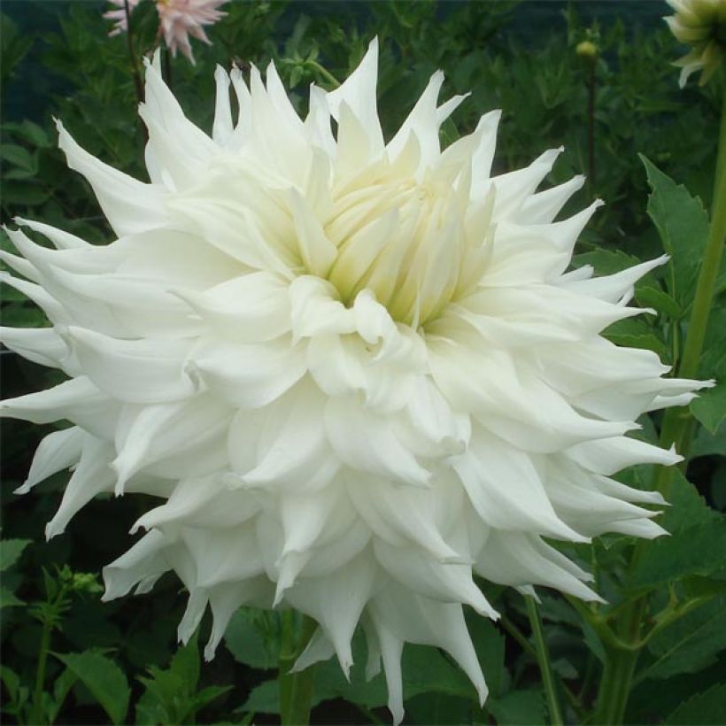 Dahlia Klondyke (Flowering)