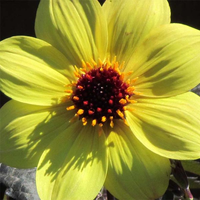 Dahlia Knock Out / Mystic Illusion (Flowering)