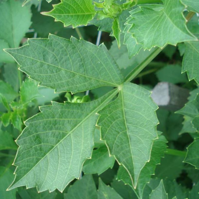 Dahlia Match (Foliage)