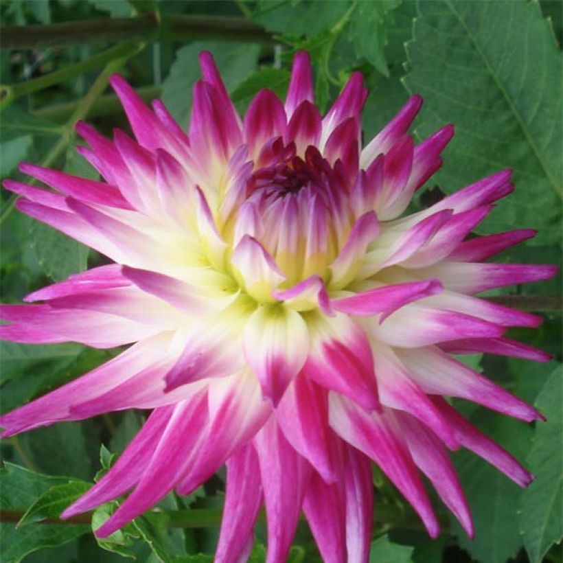 Dahlia Match (Flowering)
