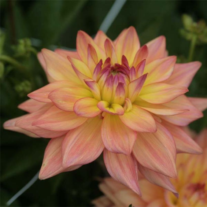 Dahlia Melody Dora (Flowering)