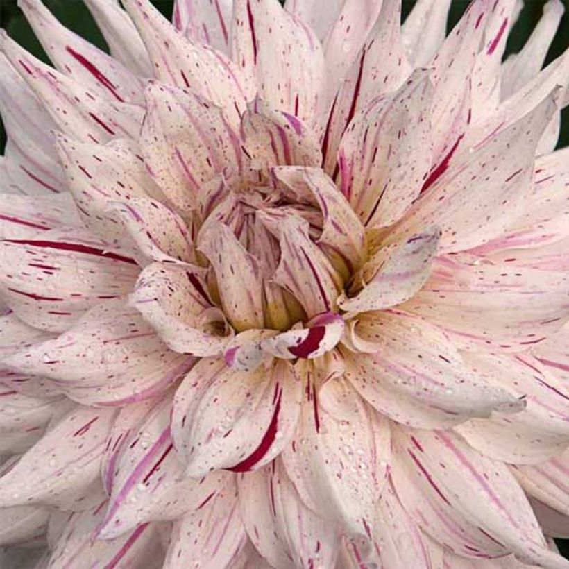 Dahlia Mick's Peppermint (Flowering)
