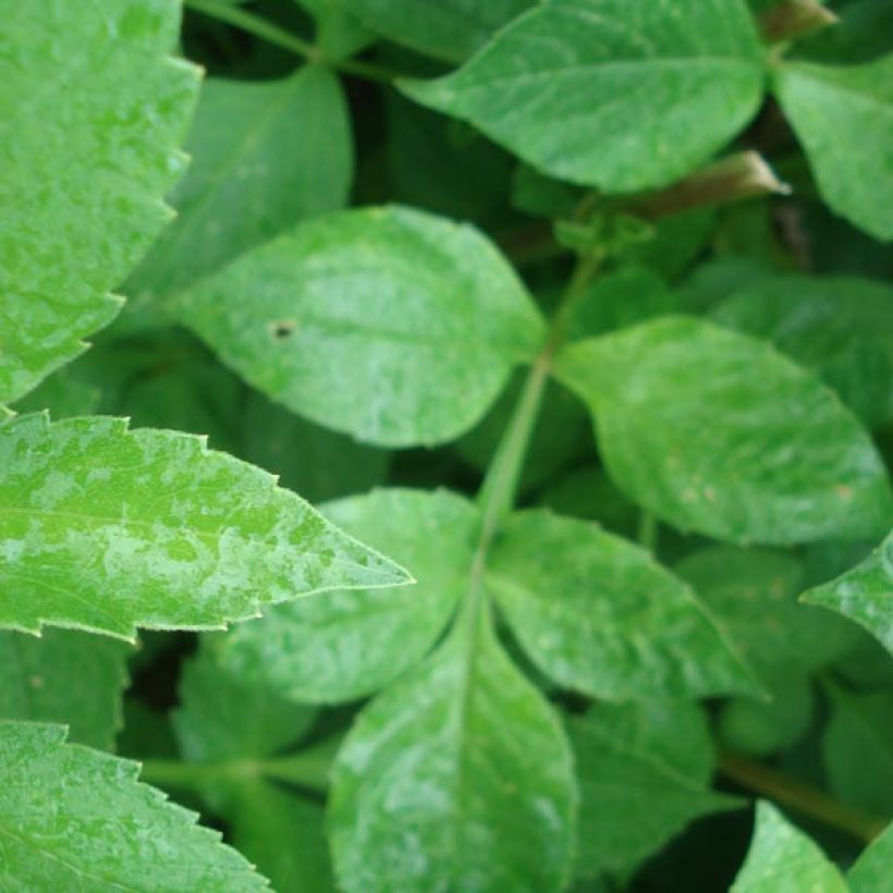 Dahlia Nonette (Foliage)