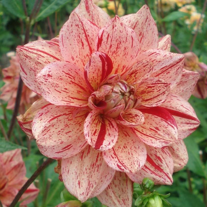 Dahlia Nonette (Flowering)