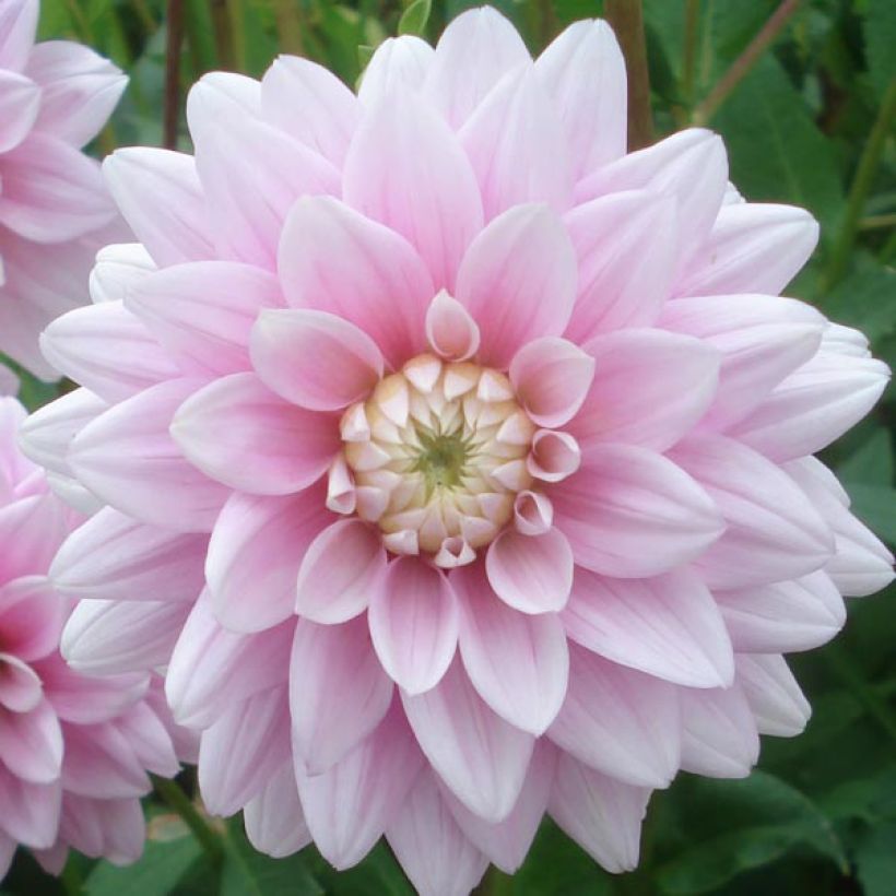 Dahlia Offshore Dream (Flowering)