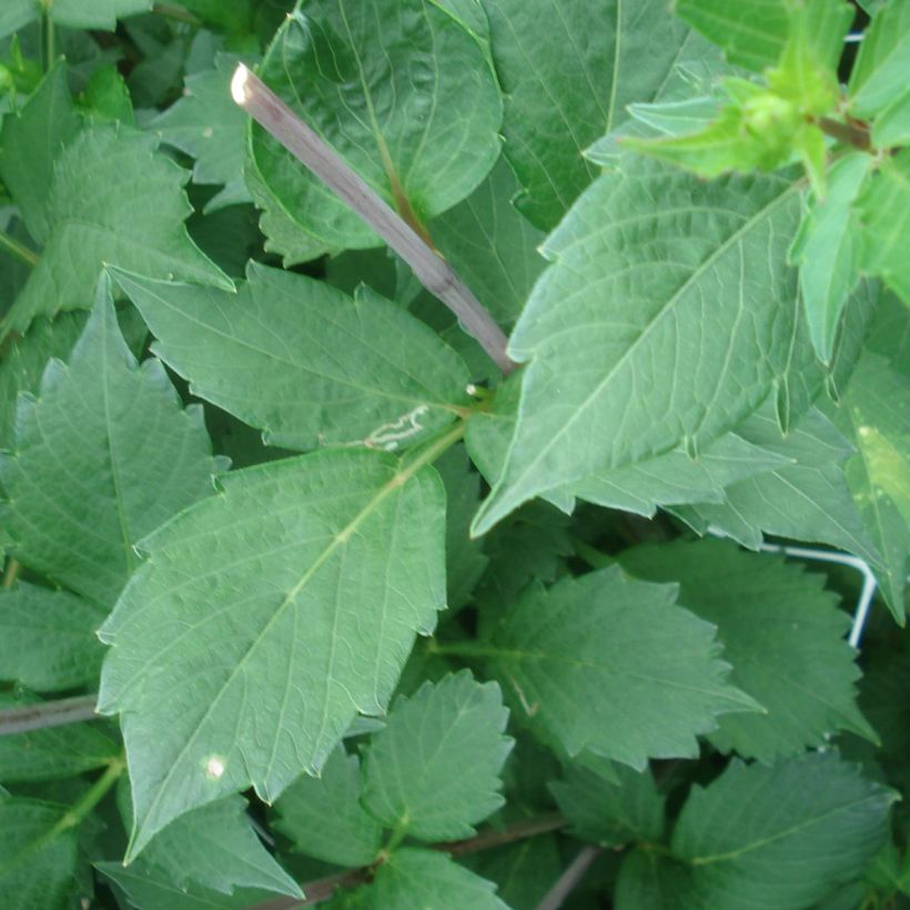 Dahlia Onesta (Foliage)