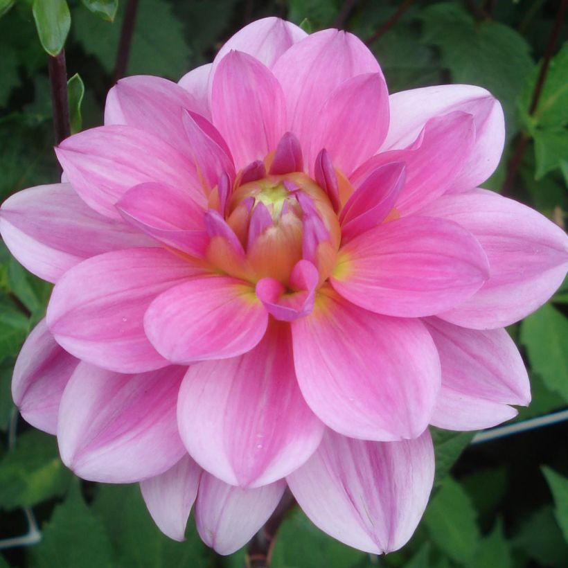 Dahlia Onesta (Flowering)