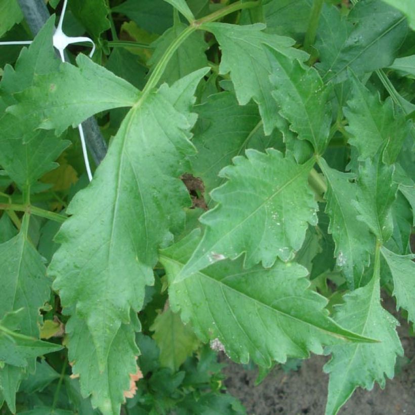 Dahlia Puerto Rico (Foliage)