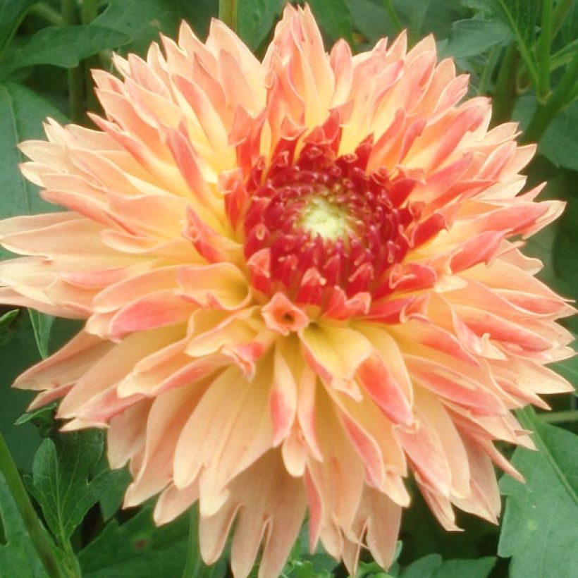 Dahlia Puerto Rico (Flowering)