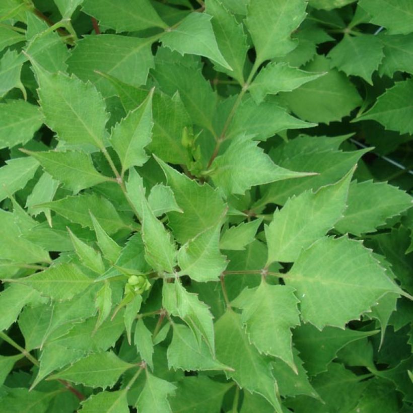 Dahlia Red Rock (Foliage)