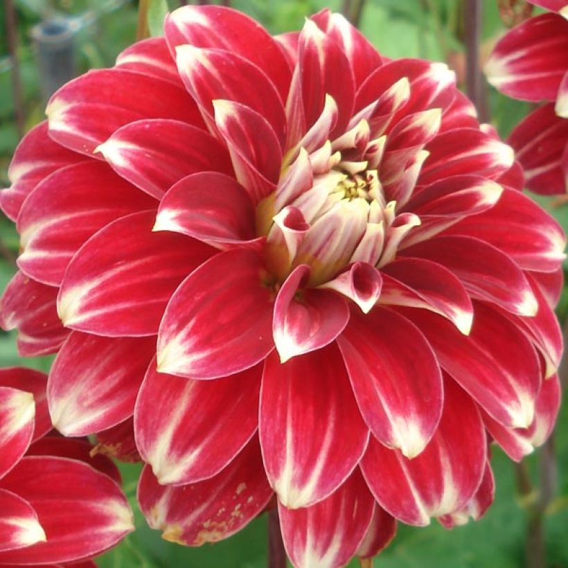 Dahlia Red Rock (Flowering)