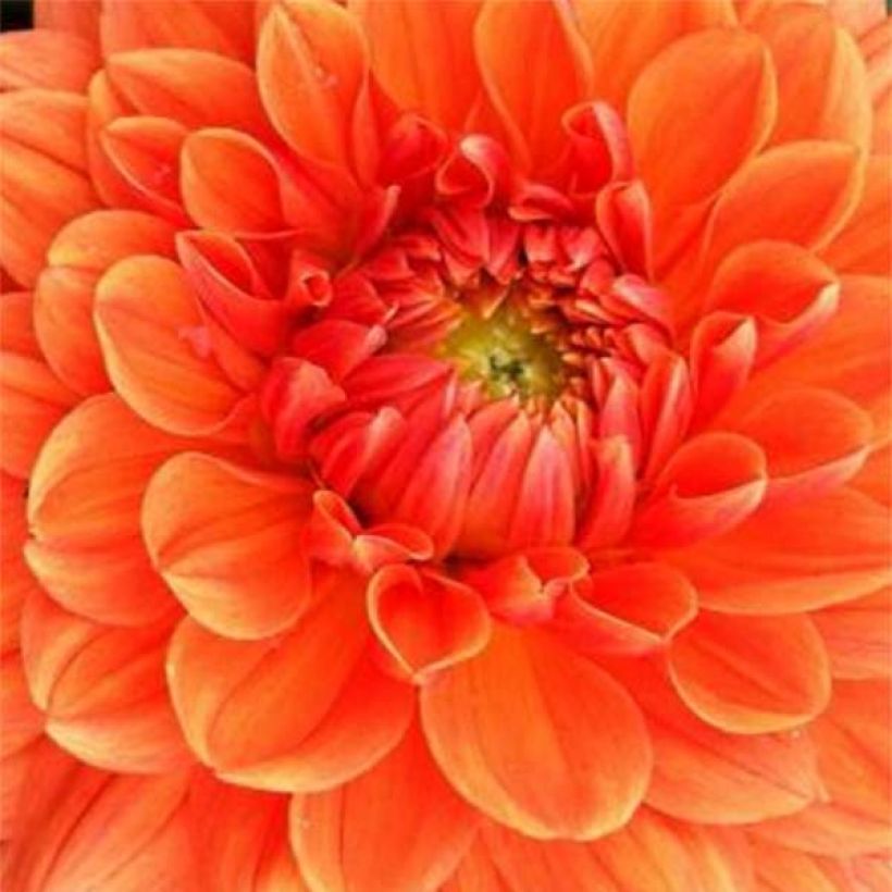 Dahlia Renato Tosio (Flowering)