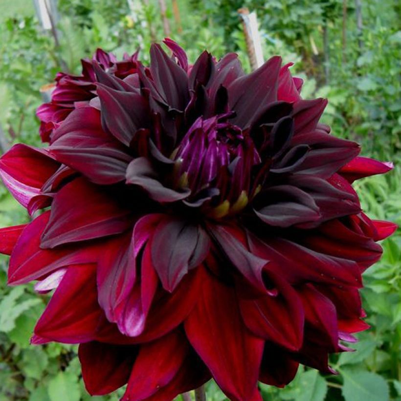 Dahlia Rip City (Flowering)