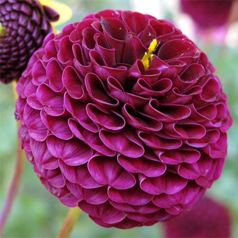 Dahlia Rocco (Flowering)