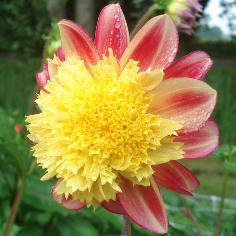 Dahlia Rock and Roll (Flowering)