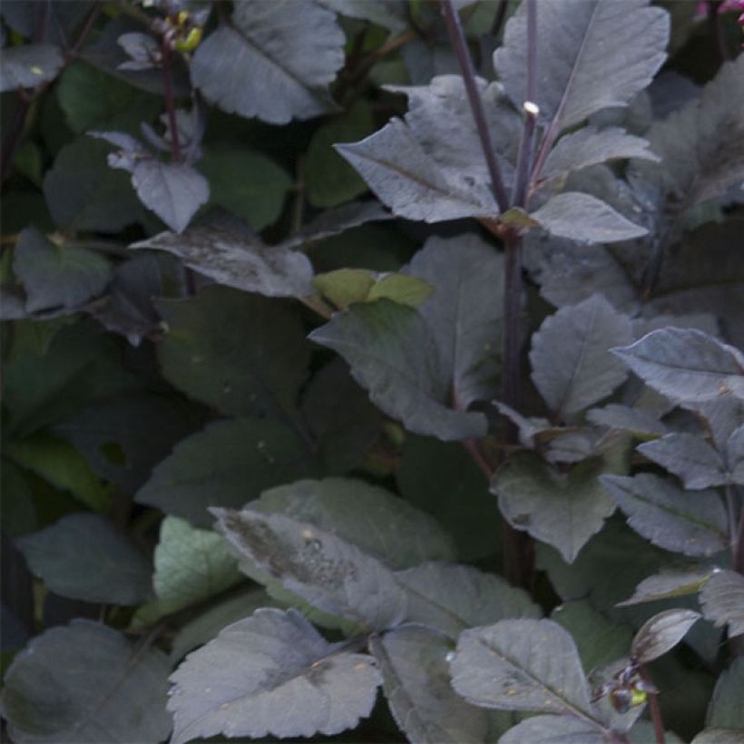 Dahlia Roxy (Foliage)