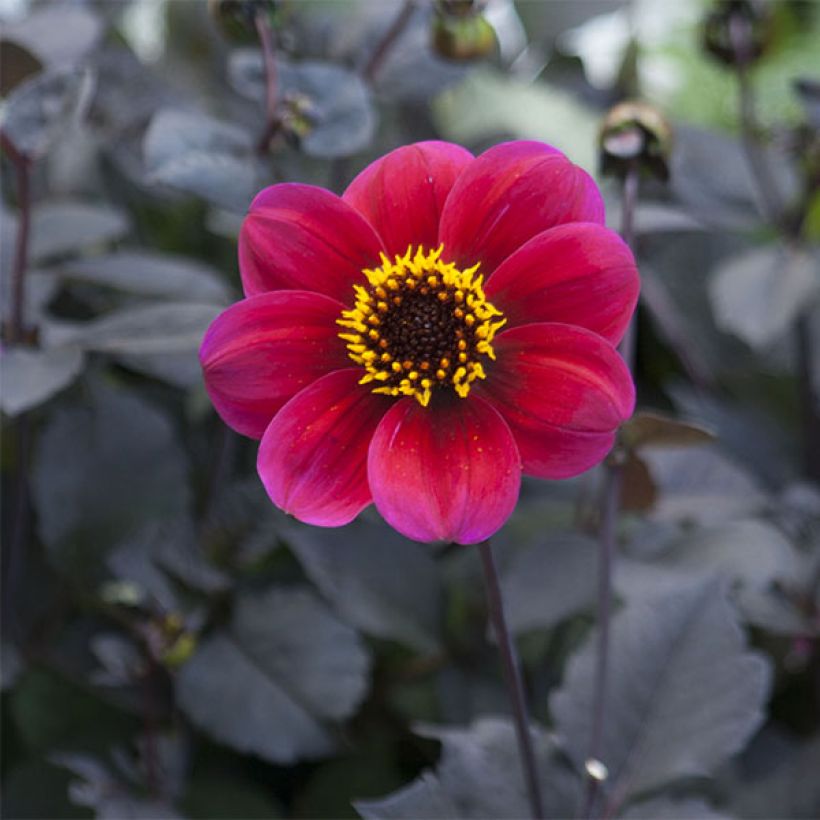 Dahlia Roxy (Flowering)