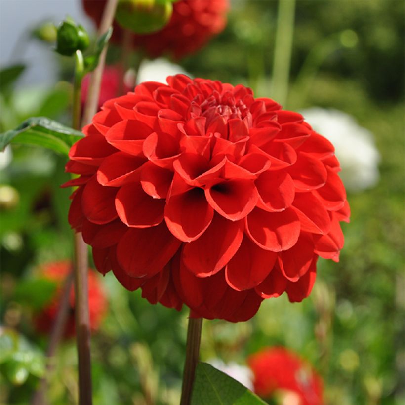 Dahlia Salsa (Flowering)