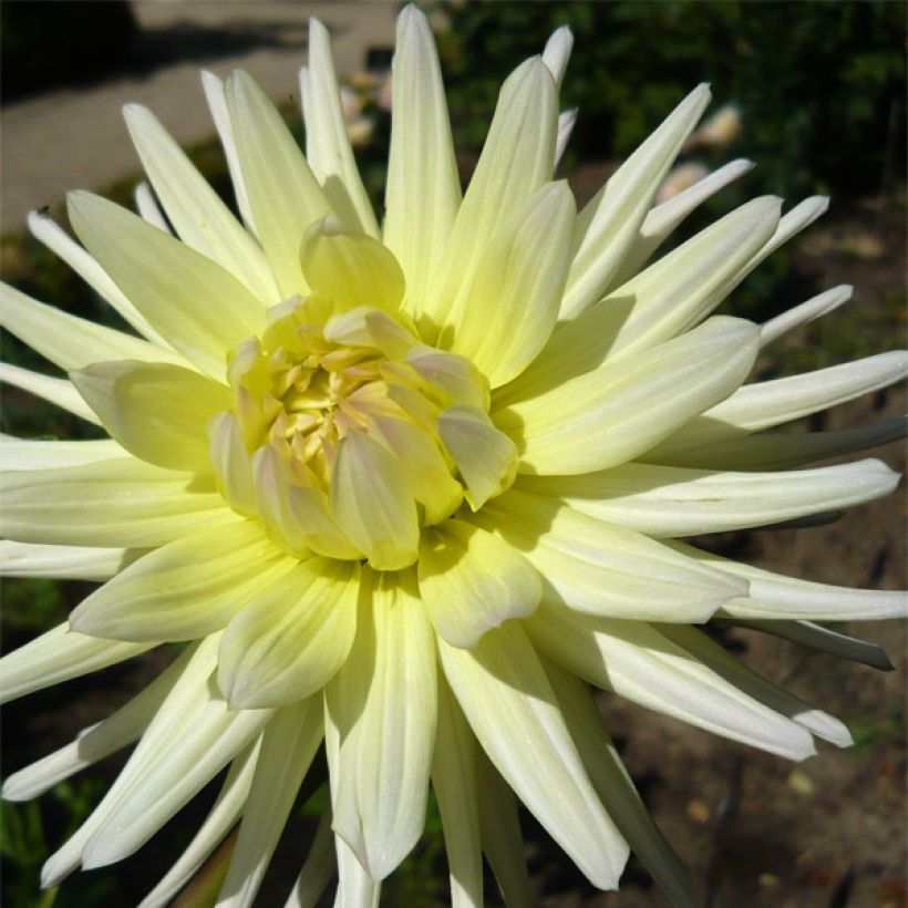 Dahlia Shooting Star (Flowering)