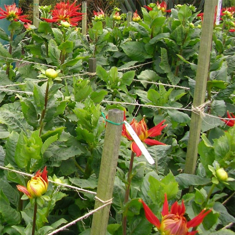 Dahlia Showntell (Foliage)