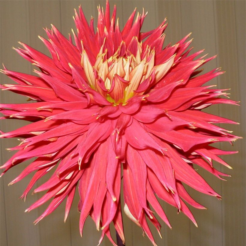Dahlia Showntell (Flowering)