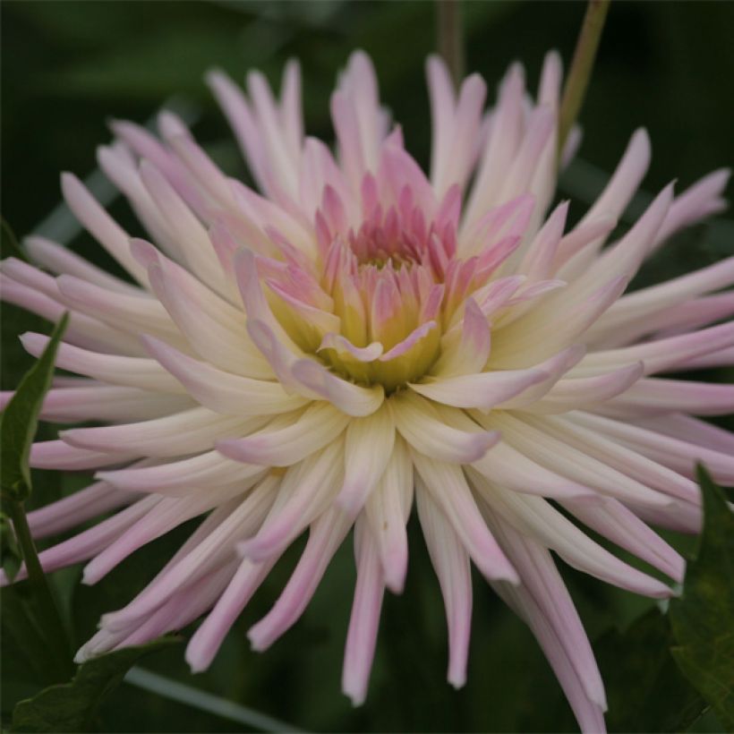 Dahlia Star's Lady (Flowering)