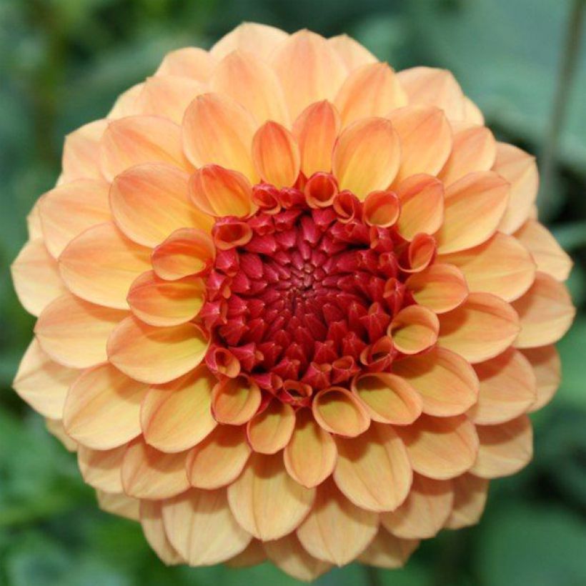 Dahlia Sunny Boy (Flowering)