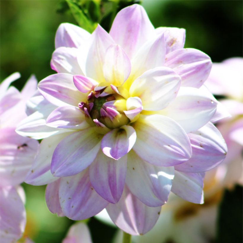 Dahlia Twilight Time (Flowering)