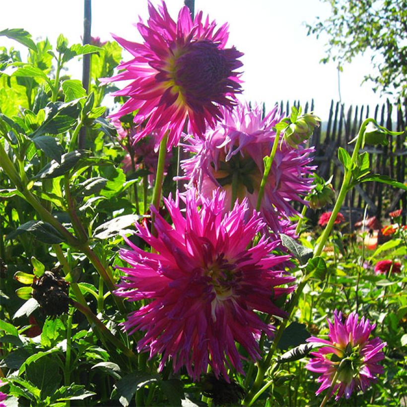 Dahlia Veritable (Flowering)